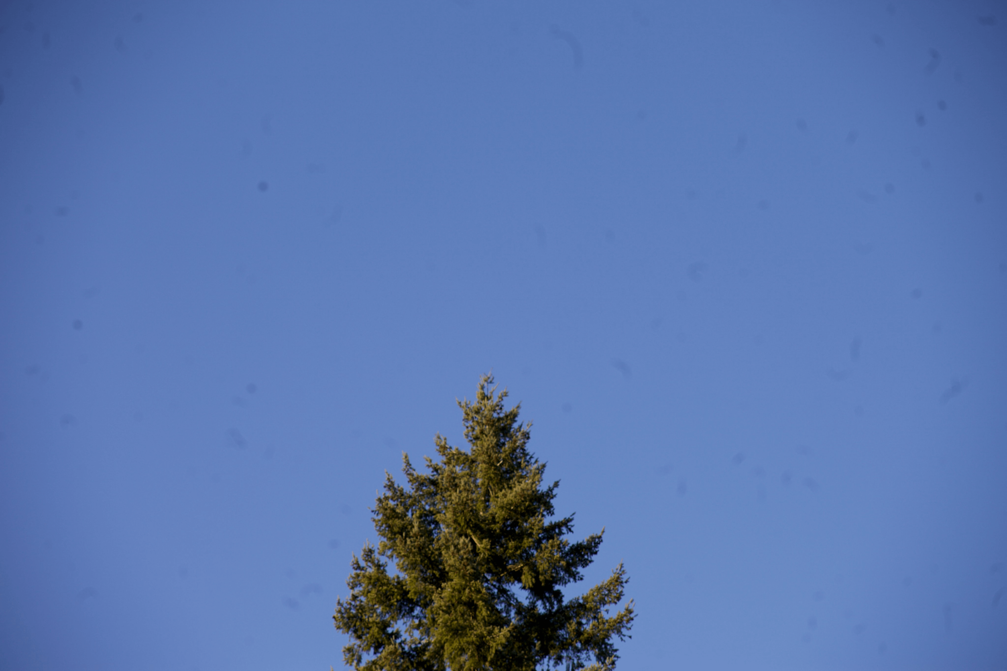 Baseline Set 1: Plain sky with tree - Canon 5D Mark II